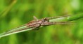 /album/pisauridae/pisaura-mirabilis9-jpg/